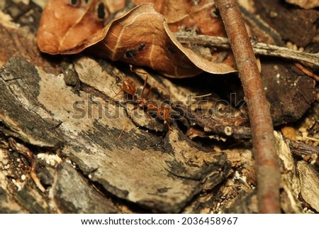 fire ant walking on the trunk besides the brown leaf
