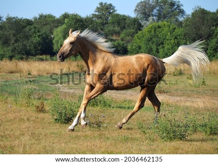  Beautiful palomino warmblood   mare galloping 