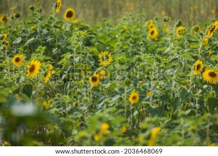 sunflower field which is now grown in business in the extraction of oil