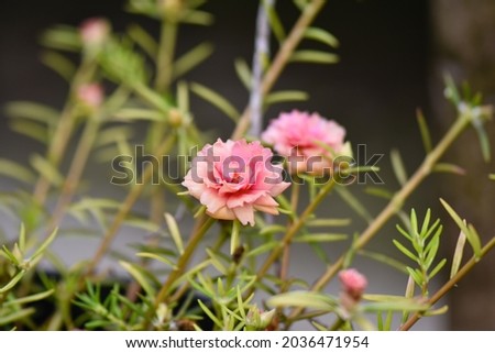 Macro photo of flowers with selected focus. The freshness of flower in the garden in summer
