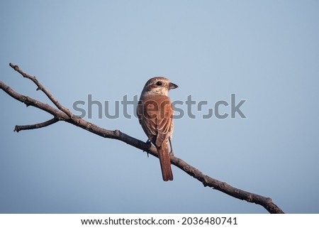 Wildlife photography. Small single bird shrike sitting on tree branch on blue sky background