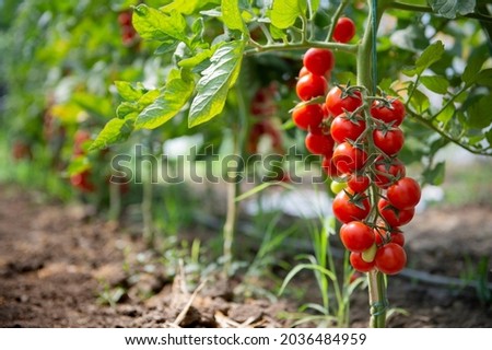 Beautiful red ripe cherry tomatoes grown in a greenhouse Royalty-Free Stock Photo #2036484959
