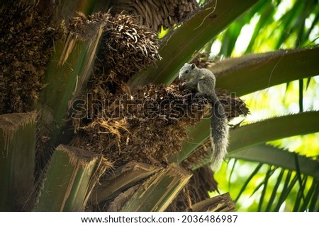 A Grey Squirrel while eating palm tree fruit 