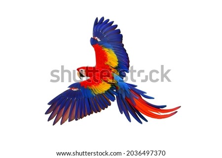 Colorful macaw parrot flying isolated on white background. Royalty-Free Stock Photo #2036497370
