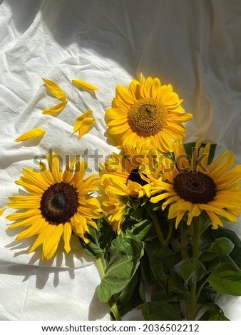 Sunflowers sunny weekend flowers good morning 