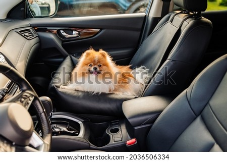 in the passenger seat a pet. togetherness. fluffy spitz. dog car seat. Goods for pets. international dog day. safe transportation of animals