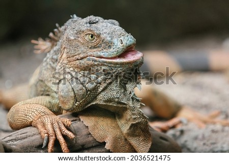 A lizard sprawled out on the ground with its mouth open