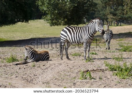 striped zebra in the zoo 