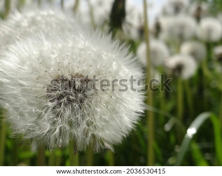 White fluffy dandelions. Macro photography of white dandelions. Large fluffy dandelion in close-up.
