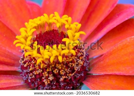 image of a beautiful flower in the garden close-up
