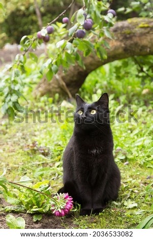 Beautiful black bombay cat with yellow eyes sit outdoors in nature in autumn summer garden with flowers under plum tree