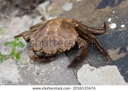 A velvet swimming crab, also called devil crab, fighter crab, and Necora puber.