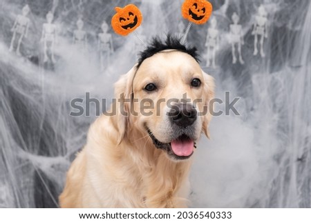 Halloween dog. Golden retriever with a rim of pumpkins sits on a black background with spider webs