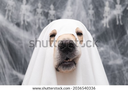 Cute Halloween ghost dog. Golden retriever in a ghost costume sits on a black background with cobwebs