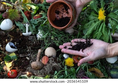 Woman hands keep coffee grounds above compost box outdoors full with garden browns and greens and food  wastes, sustainable life, zero waste concept  Royalty-Free Stock Photo #2036545109