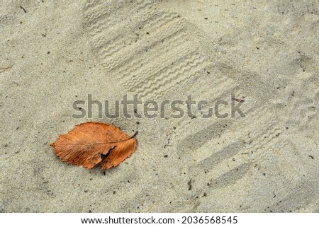 Old dry leaf and footprint of a shoe in the sand
