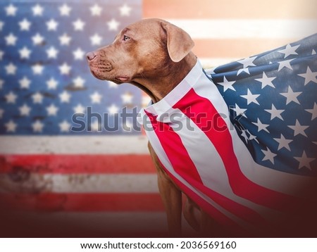 Lovable, pretty puppy sitting near the U.S. Flag. Close-up, outdoors. Day light, studio photo. Greeting card and invitation. Concept of care, education, obedience training, raising pets