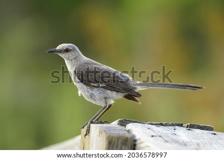 Northern Mockingbird perched on railing.