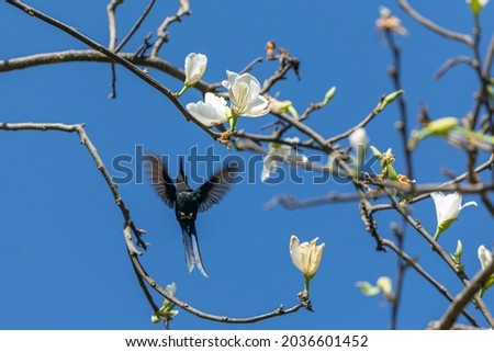 The flight of the swallow-tailed hummingbird among orchids. Its tail resembles scissors. The specie Eupetomena macroura also knows the Hummingbird Scissors. Birdwatching. Animal World. Moving photo.