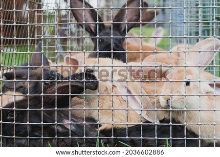 Rabbits of different colors are sitting in cages