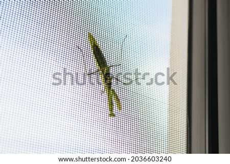 A mantis sits on a mosquito net on the window