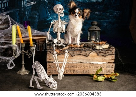 Chihuahua in a Halloween setting with skeletons