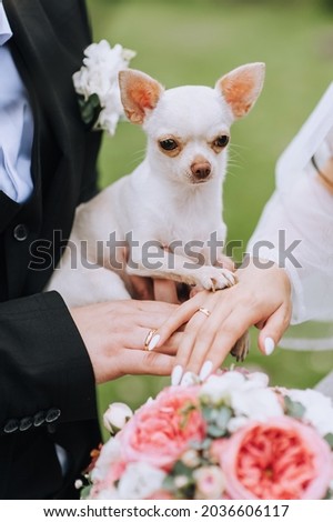 A small chihuahua dog sits in the hands of the bride and groom, showing his paw on his fingers with rings. Wedding photography.