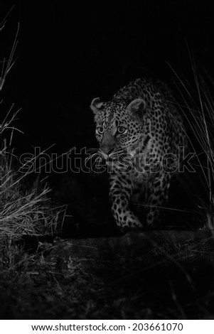 Big strong male leopard walking in nature at night in darkness artistic conversion