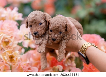  Three red toy poodles are sitting on a bench in the garden. Cute picture of puppies on a floral background