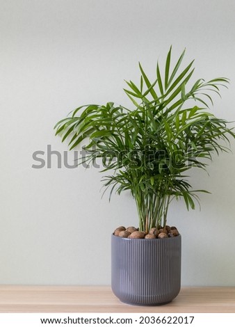 Houseplant in flowerpot on a light wooden table. Chamaedorea (parlor palm), vertical photo. Royalty-Free Stock Photo #2036622017