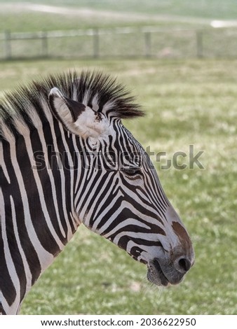 A Close-Up Portrait of a Zebra