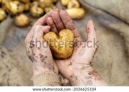 Farmer holding harvested heart potatoe.