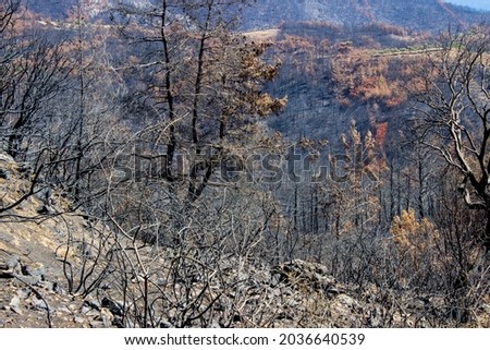 Dead trees and dead forest after a massive forest fire. Natural disaster forest fire. Burned trees and burned mountain. Burned trees . Forest landscape after wild fires.