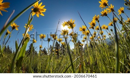 Bugs eye view of wild, yellow daisies under a beautiful blue sky and sunshine