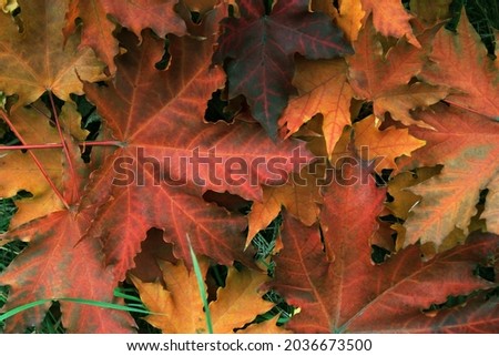 Maple colorful leaves close up. The photo can be used as a background or an independent object in the design.