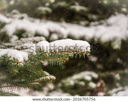 Background of green spruce branches in autumn or winter snowfall. Green branches of a Christmas tree covered with white snow in the sunlight. Natural winter background