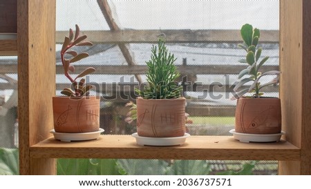 Cactus and succulent flowers on the windowsill. Green houseplants on windowsill as room interior decoration. Royalty-Free Stock Photo #2036737571