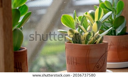Cactus and succulent flowers on the windowsill. Green houseplants on windowsill as room interior decoration. Royalty-Free Stock Photo #2036737580