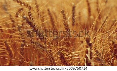 Beautiful detail of ripening wheat in a field. Natural colour background at sunset in harvest time.

