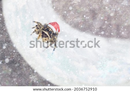 Spider Santa Claus. Funny spider in a Santa Claus hat. It's snowing all around. Macro photo of a spider. New Year and Christmas. Spider Santa Claus. Royalty-Free Stock Photo #2036752910