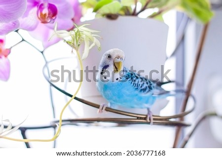 A beautiful blue budgie sits without a cage on a house plant. Tropical birds at home. Feathered pets at home. Royalty-Free Stock Photo #2036777168