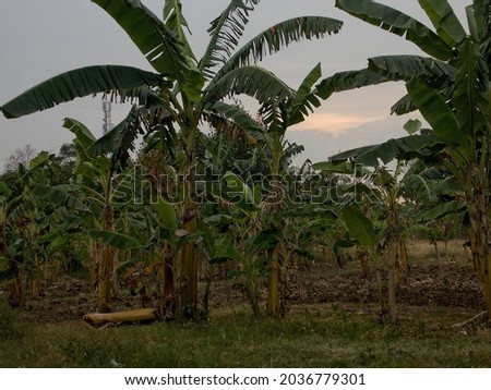 Musa acuminata, Banana plantations only rely on rainwater, this dry land is transformed into a very productive banana garden and high economic value.