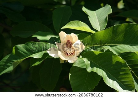 white magnolia on a green tree 