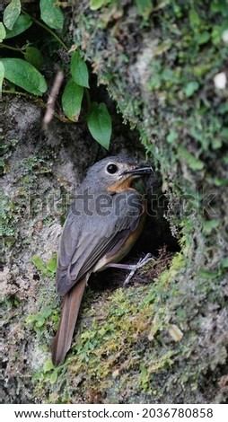 Burung Sulingan or Pale Blue-flycatcher perched in front of the nest
