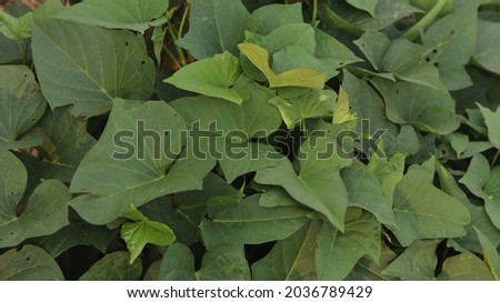 thriving sweet potato plant leaves