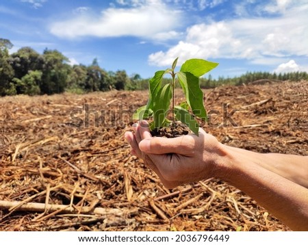 The concept of protecting the forest by hand holding a small tree or young plant in both hands to be planted on forest land that has been cut down Royalty-Free Stock Photo #2036796449