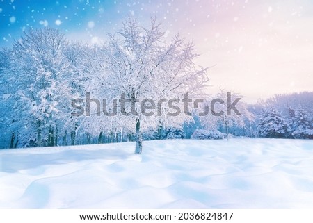 Beautiful winter landscape forest glade with snow-covered tree in hoarfrost. Untouched pure white snow in drifts, with an evening sky in turquoise and pink tones and falling snow flakes in nature.
