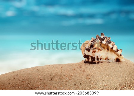 closeup shell on sandy beach and abstract nature background  with place for your text