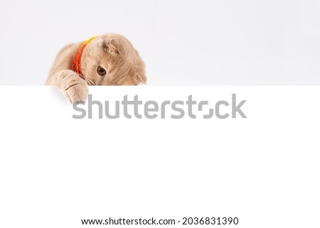 Adorable Scottish Fold cat, peeking from behind a banner, isolated on white background. Autumn, winter sale banner. On-line shopping, web line, promotion template. Copy space for text