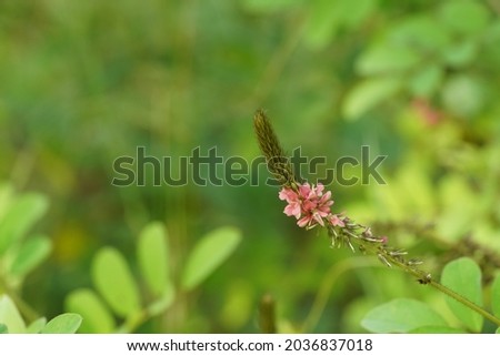 Flowers of Indigofera hirsuta or hairy indigo